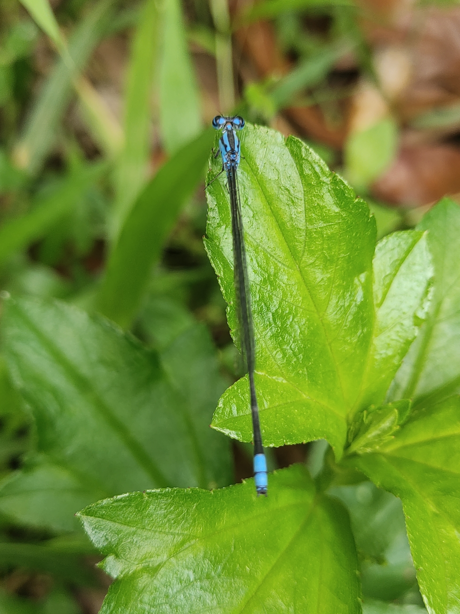 Long-Banded Sprite