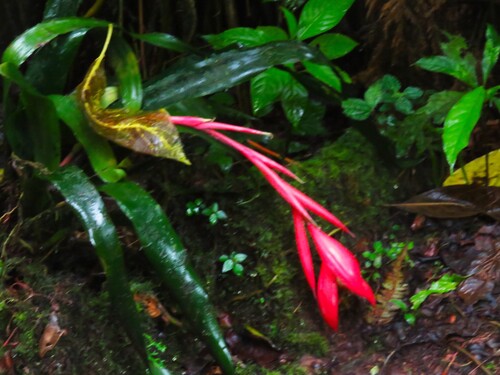 Billbergia oxysepala