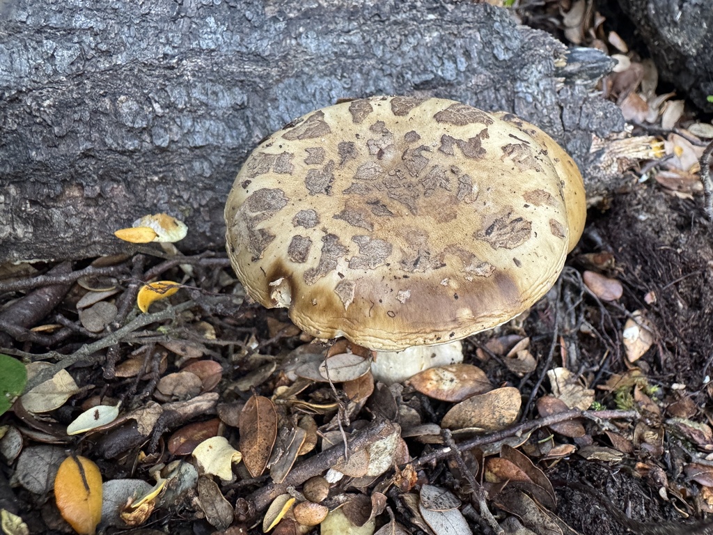 Amanita nothofagi · May 2025 · photo: © iandickie (iNaturalist, cc-by)