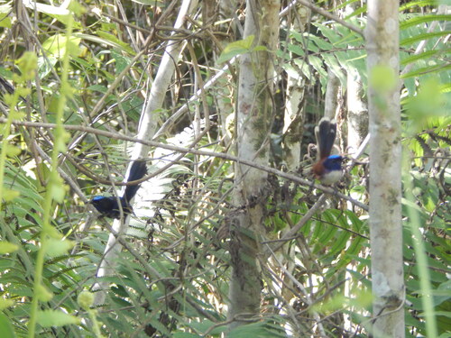 Malurus cyanocephalus observed 2024-08-02