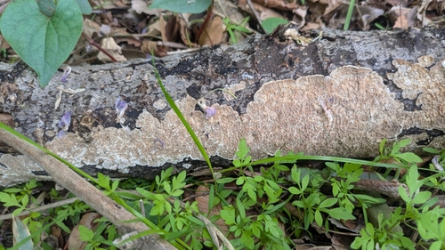 Lopharia cinerascens