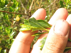 Baccharis tricuneata