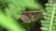 Ericeia subcinerea