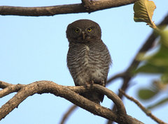 Glaucidium radiatum