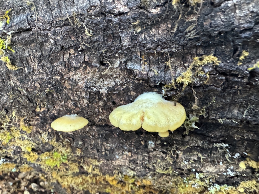 Crepidotus praecipuus · May 2025 · photo: © iandickie (iNaturalist, cc-by)
