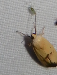 Ponometia tortricina