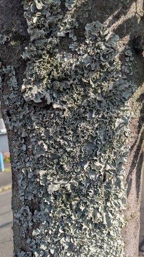 Parmotrema austrosinense