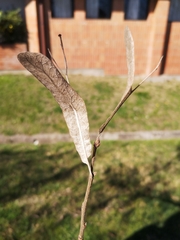 Magnoliopsida