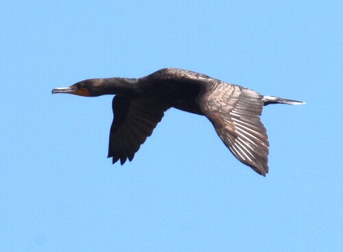 iNaturalist observation 2025-04-27