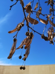 Magnoliopsida