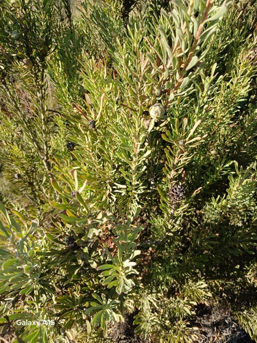 Scraggly Conebush (Leucadendron cinereum)