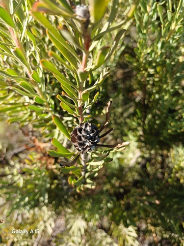 Image of Leucadendron cinereum by no rights reserved