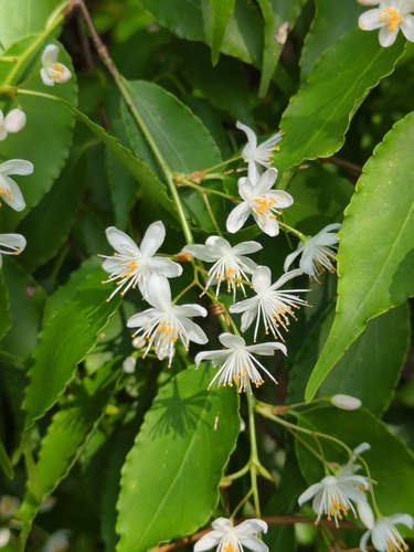 Japanese sapphireberry (Symplocos myrtacea)