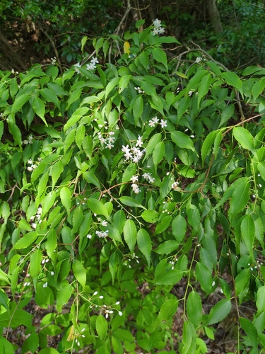 Image of Symplocos myrtacea by (c) harum.koh, some rights reserved (CC BY-SA)