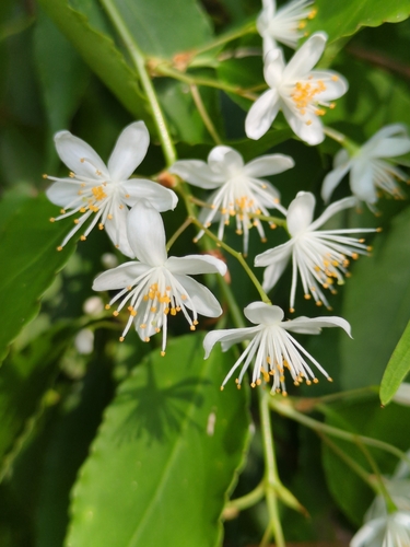 Image of Symplocos myrtacea by (c) harum.koh, some rights reserved (CC BY-SA)