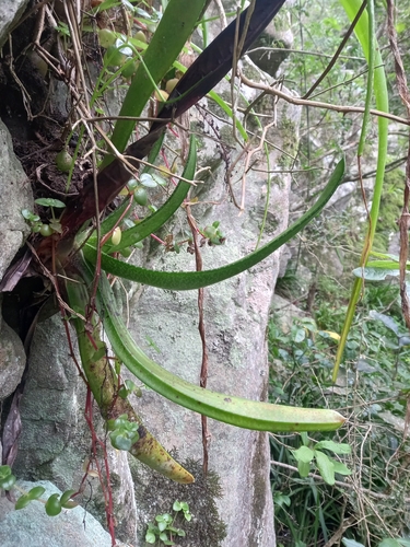 Image of Gasteria acinacifolia by (c) Christiaan Viljoen, some rights reserved (CC BY)