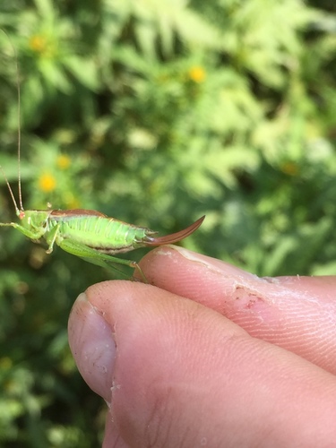 Short-winged Conehead, Schildwolde, Groningen, NL, photo 5 of 10