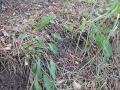 Bupleurum polyphyllum