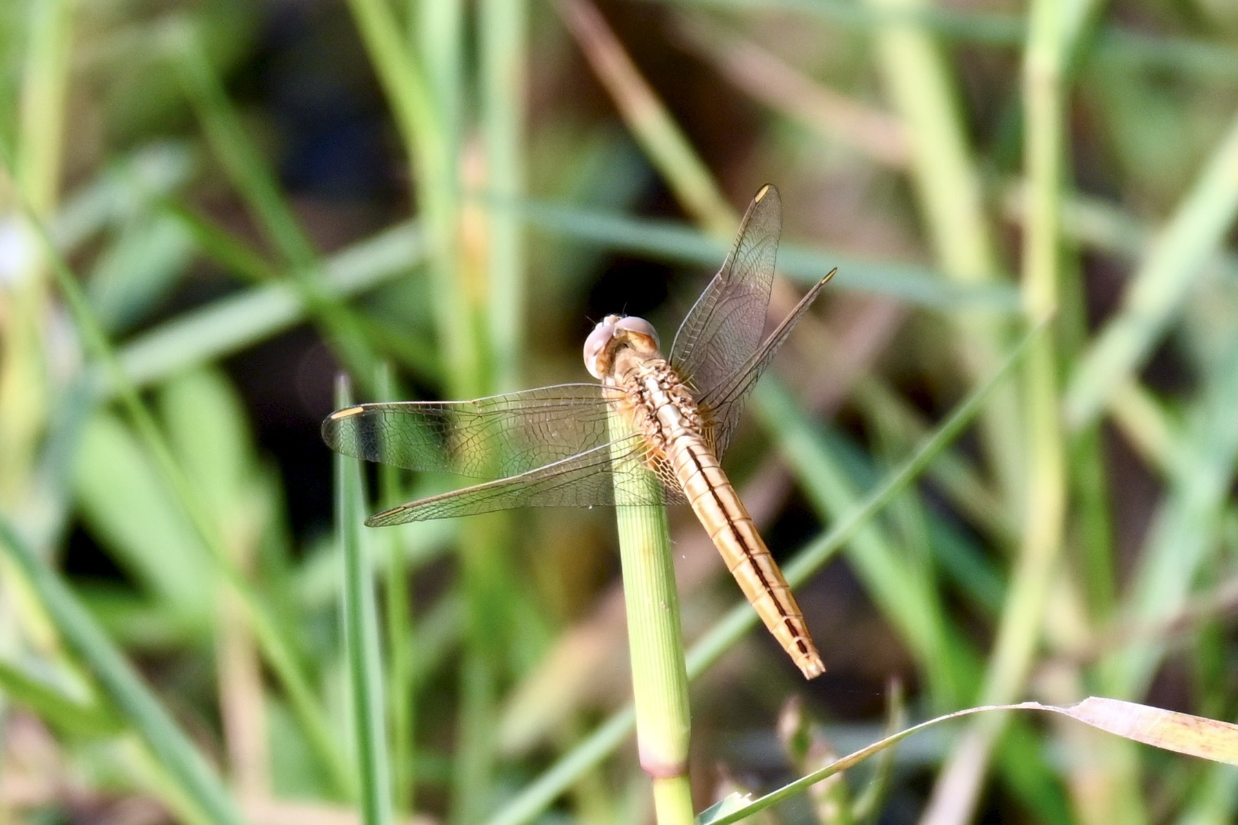 Scarlet Skimmer