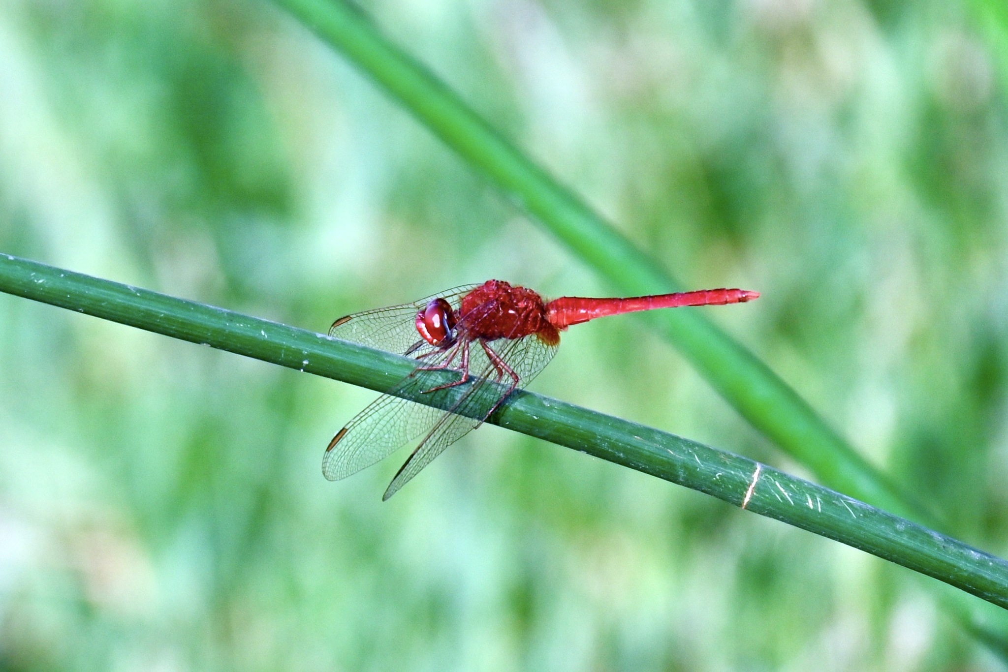 Scarlet Skimmer