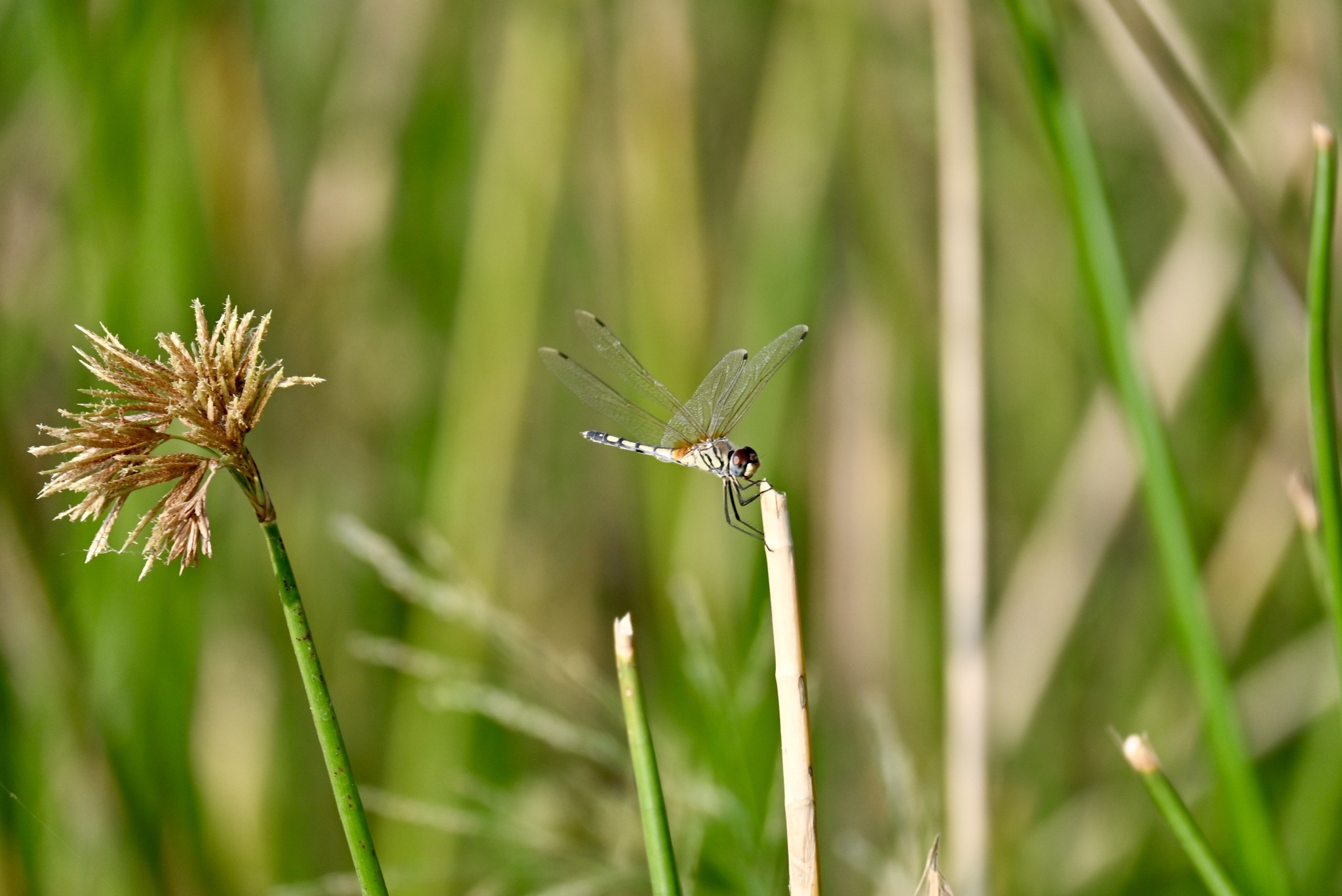 Long-Legged Marsh Glider