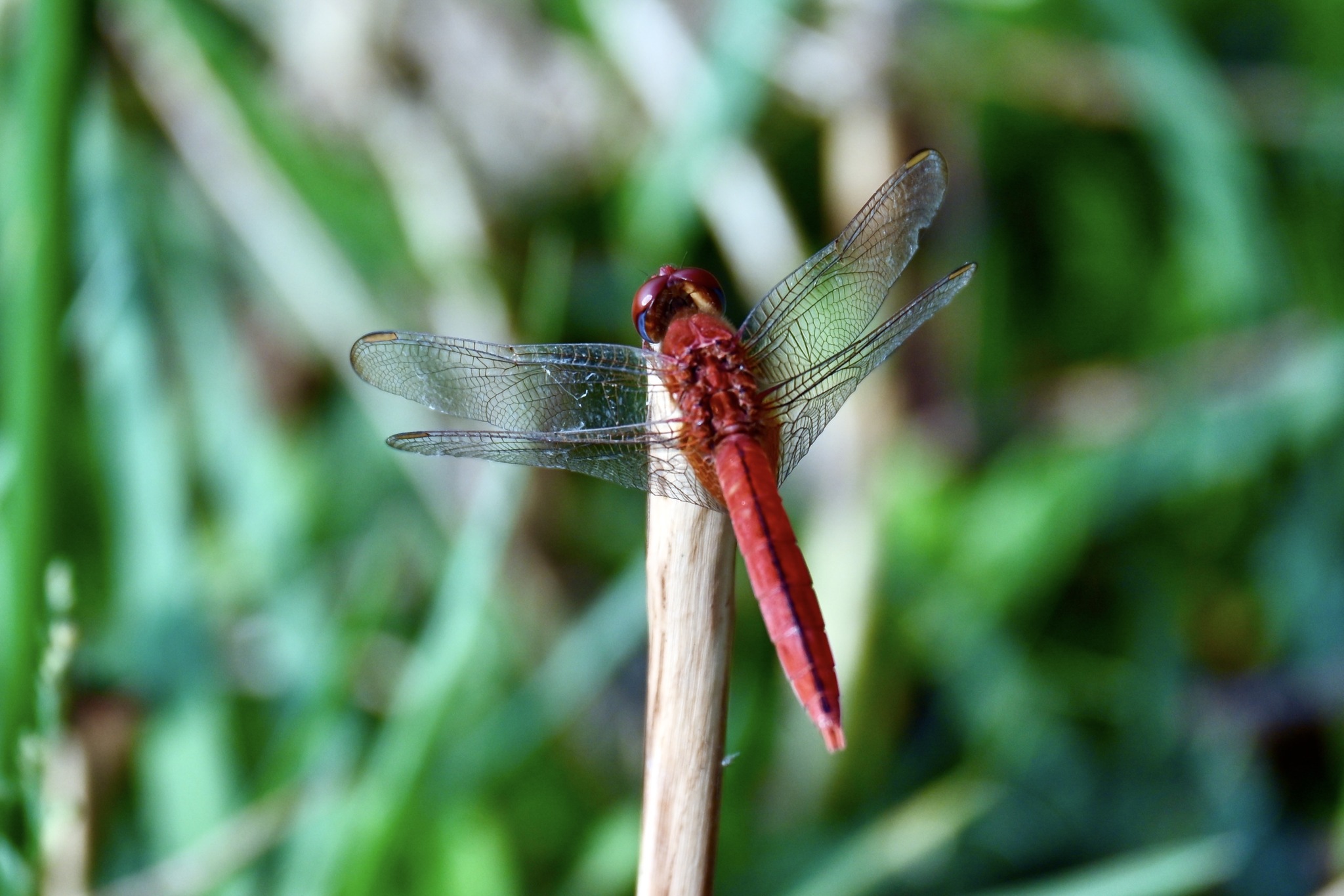 Scarlet Skimmer