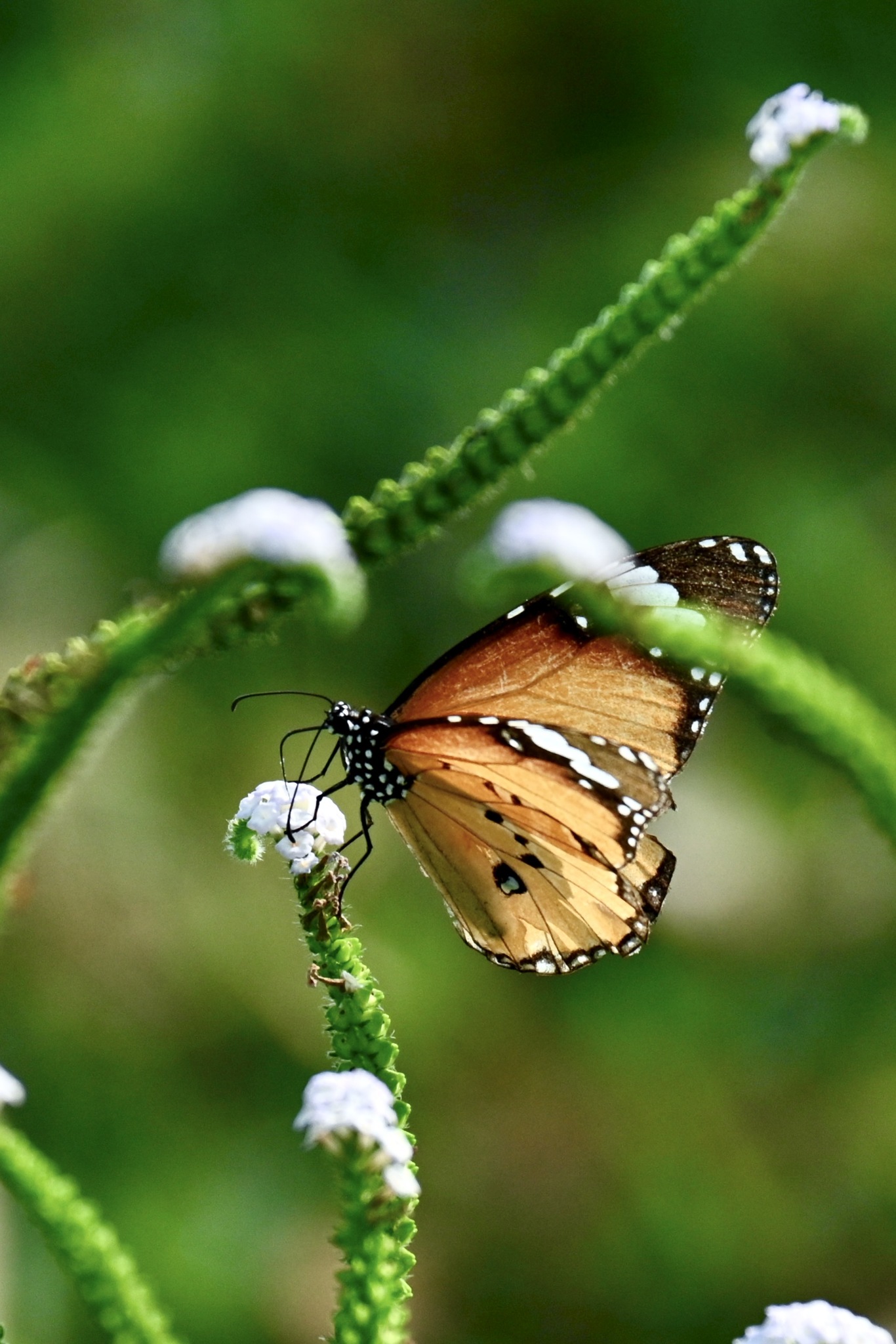 Plain Tiger