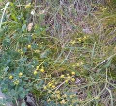 Bupleurum polyphyllum