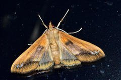 Diaphania fumosalis