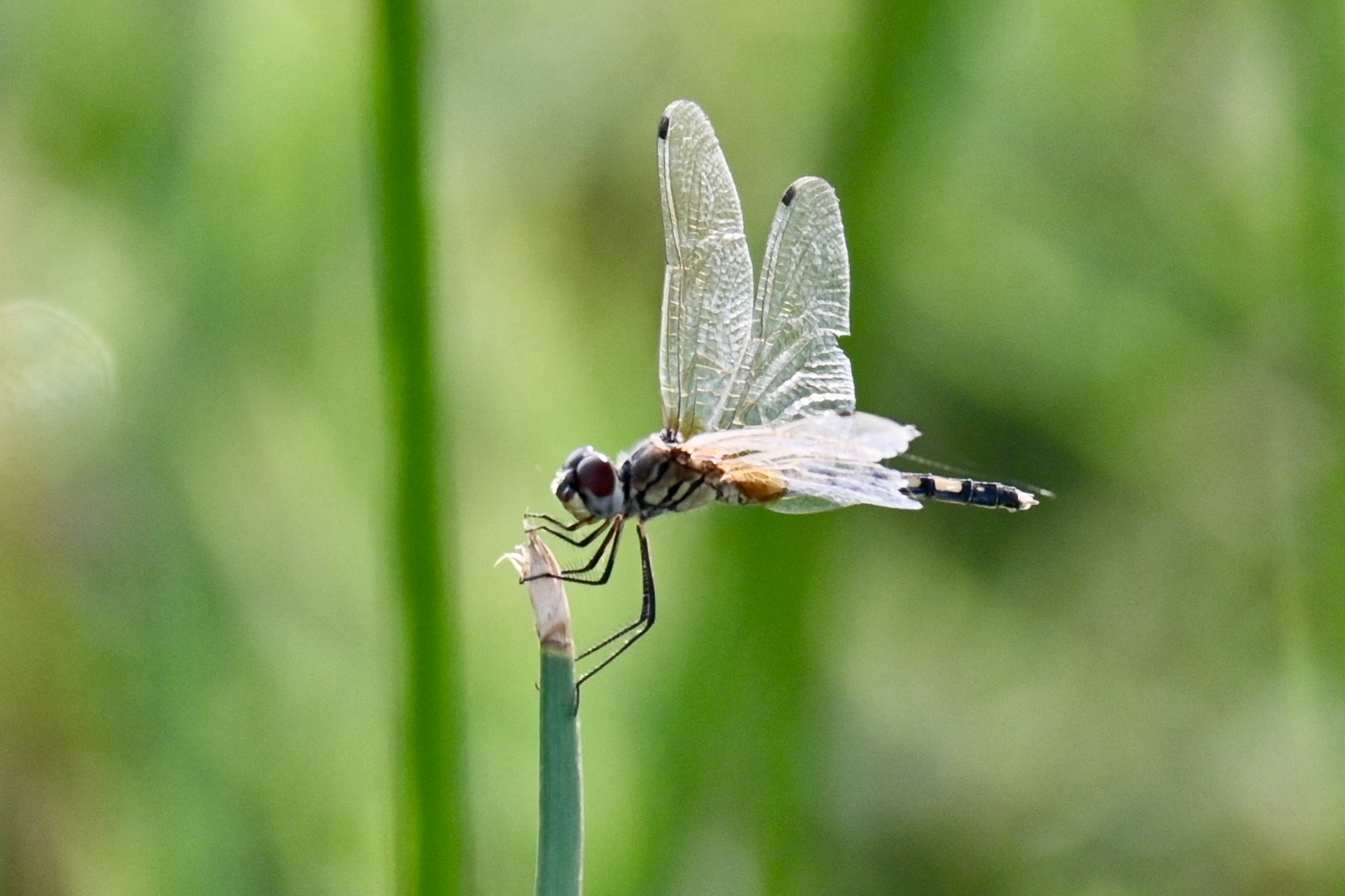 Long-Legged Marsh Glider