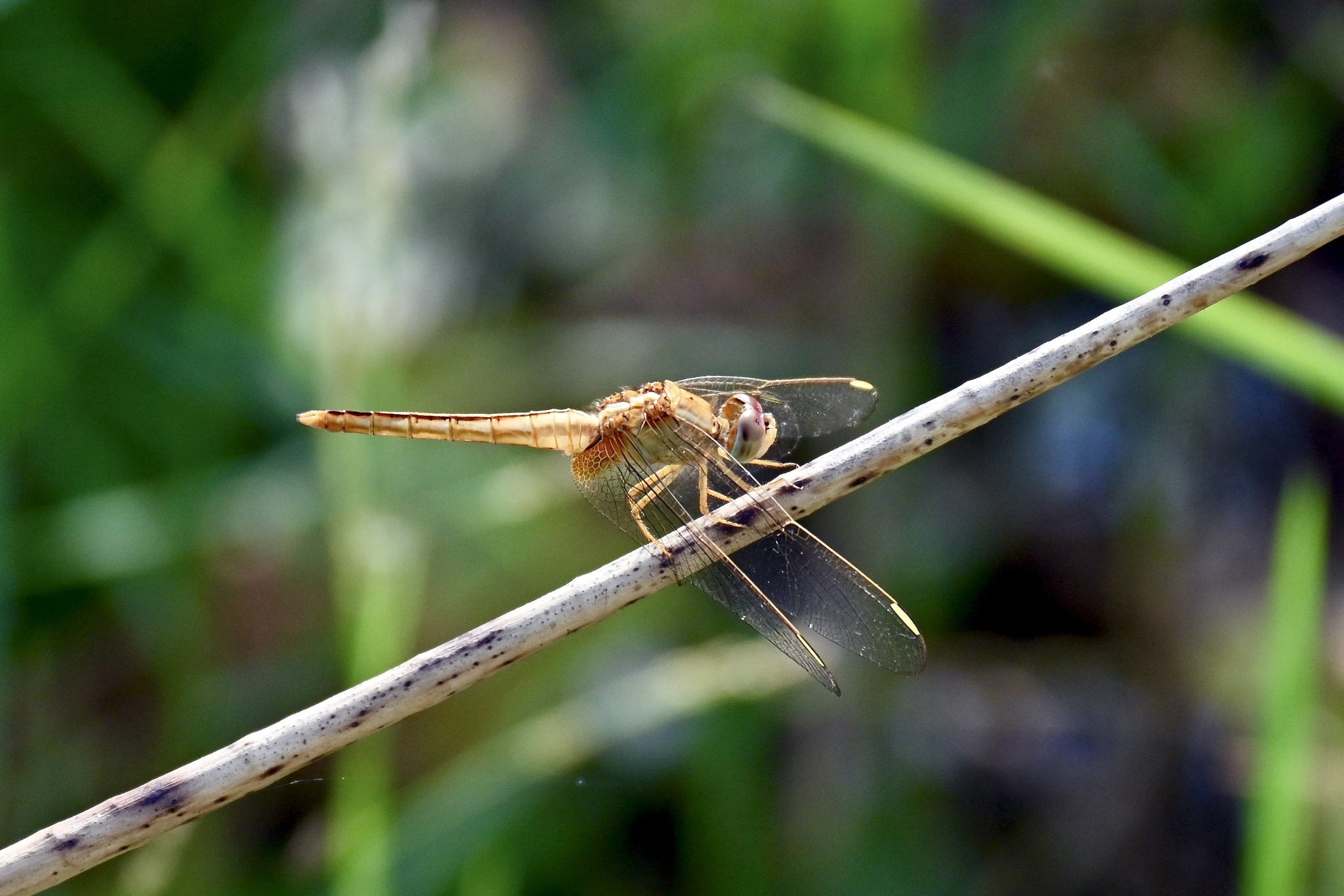 Scarlet Skimmer