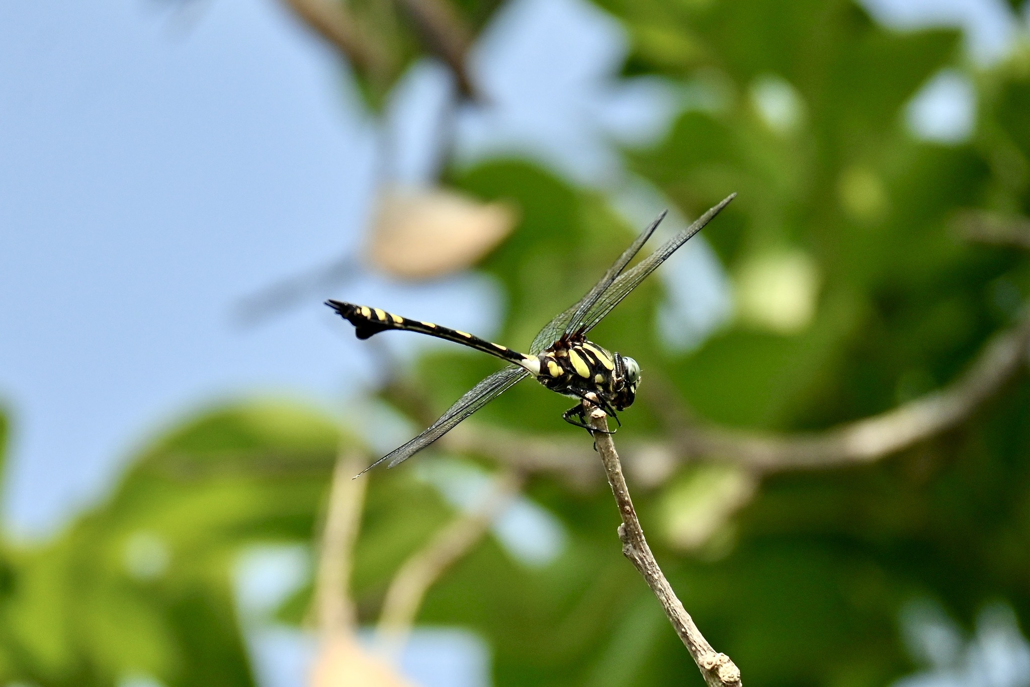 Indian Common Clubtail
