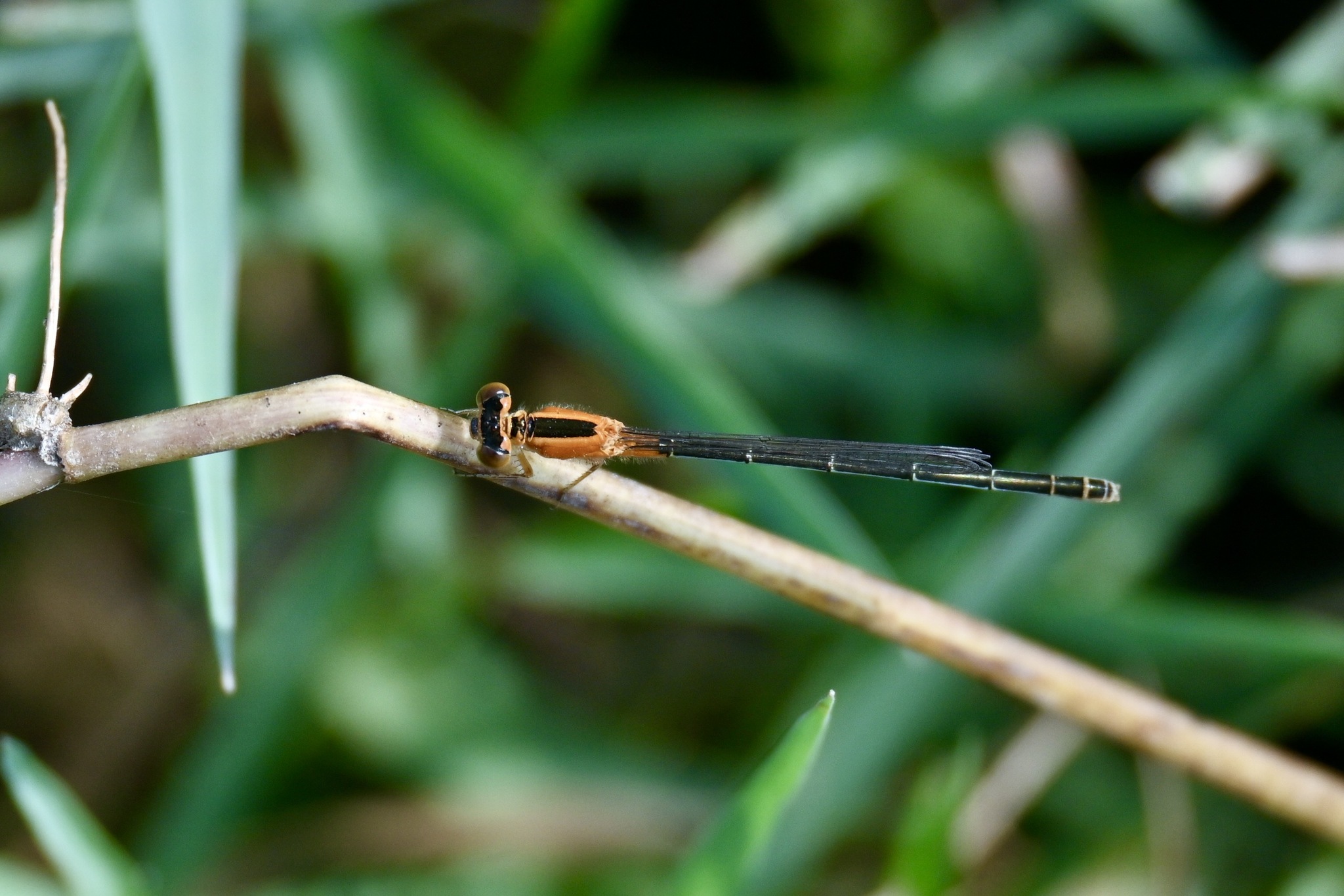 Tropical Bluetail