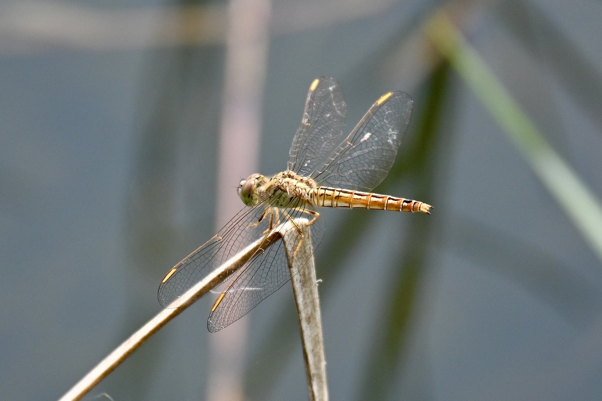 Ditch Jewel