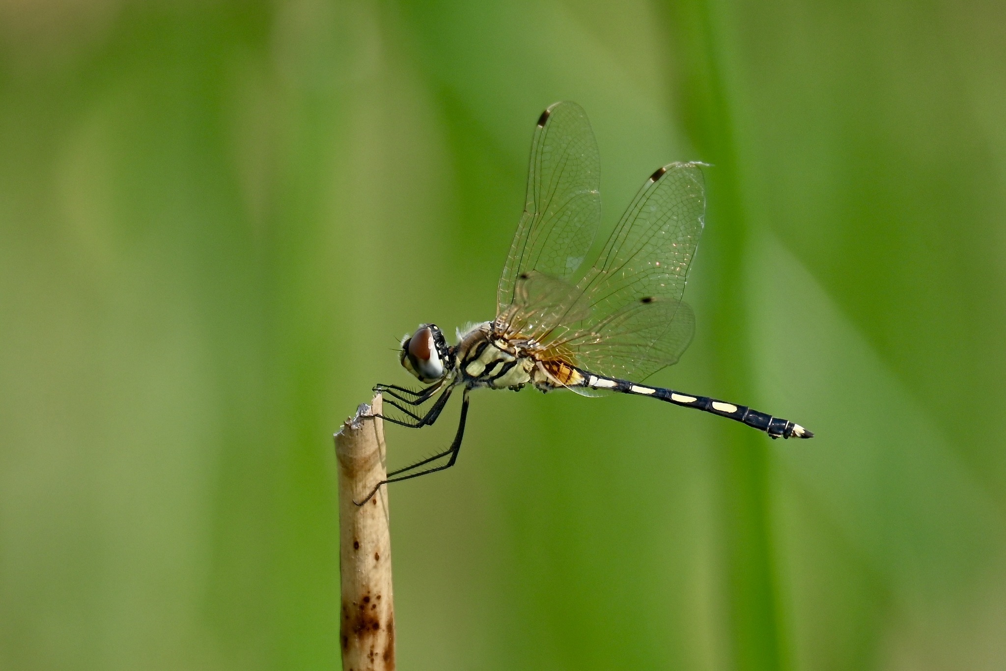Long-Legged Marsh Glider