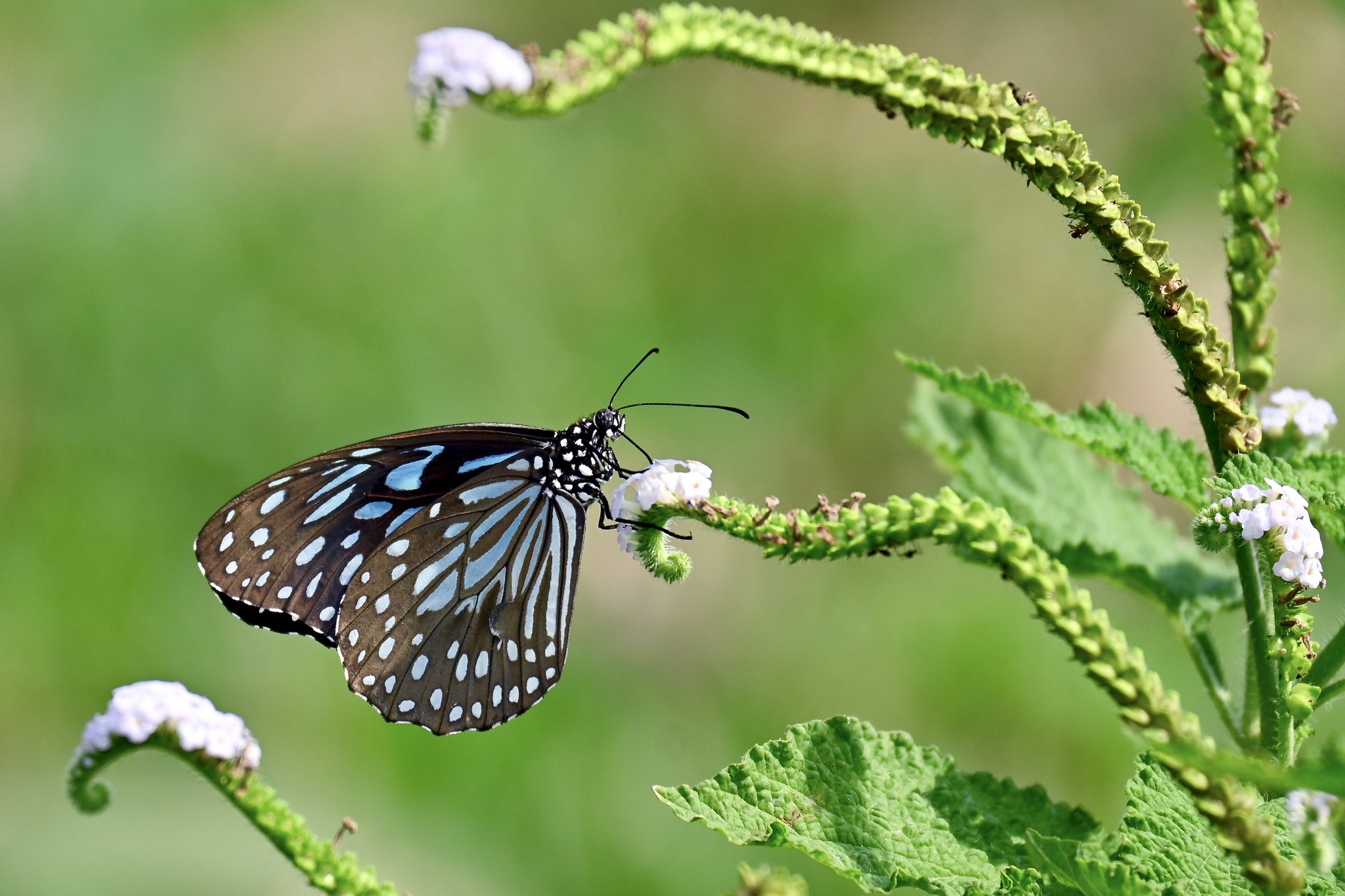 Dark Blue Tiger