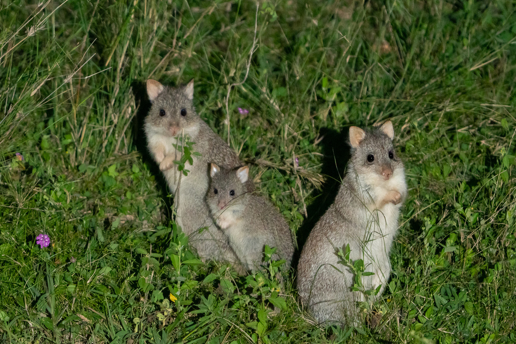 Potoroos and Bettongs