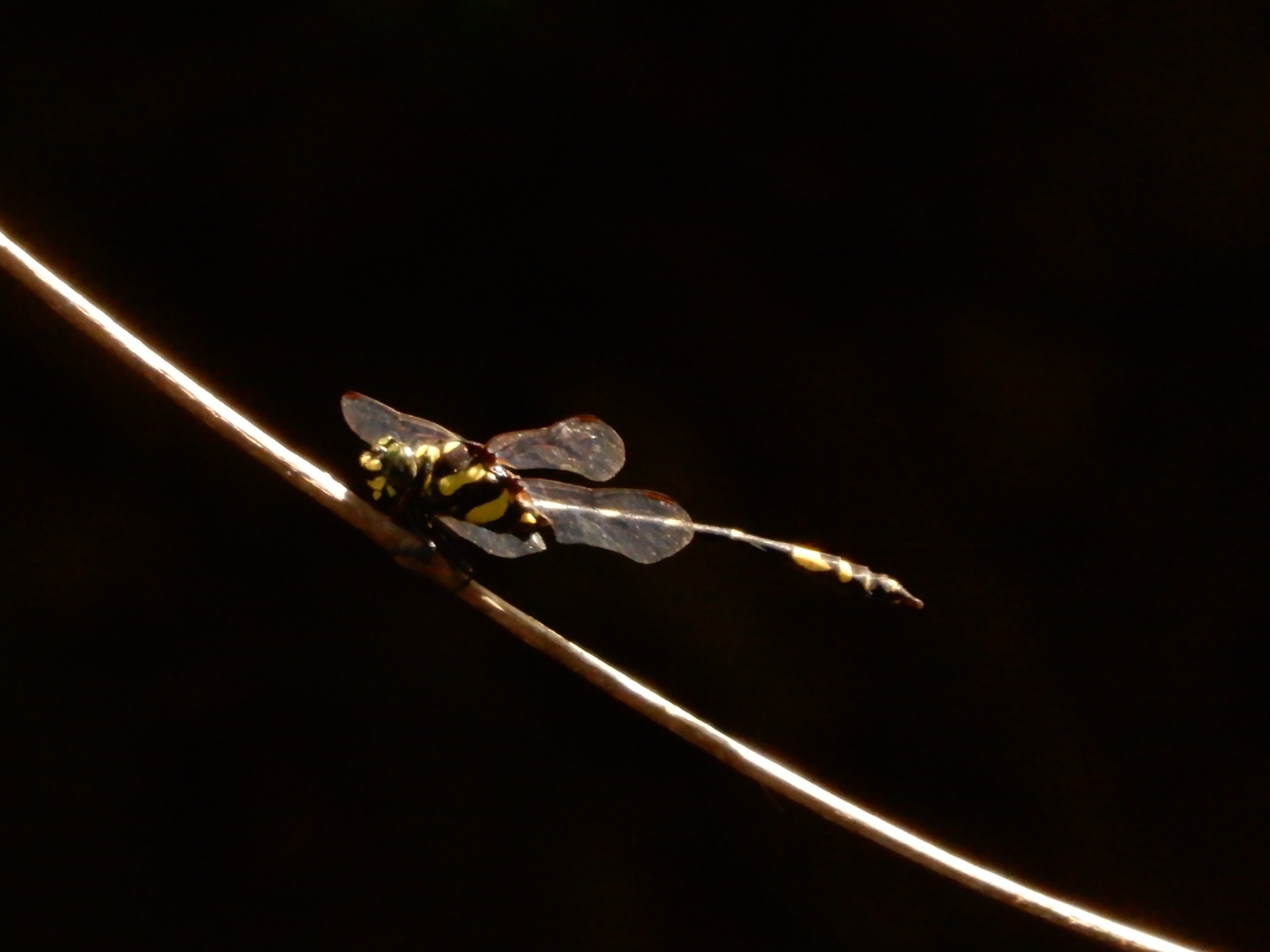 Kodagu Tiger