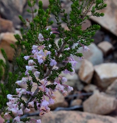 Erica newdigatei