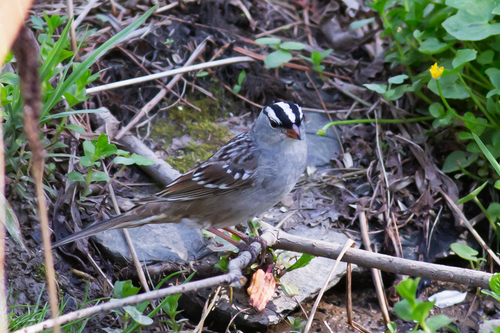 White-crowned Sparrow photographed in Pennsylvania