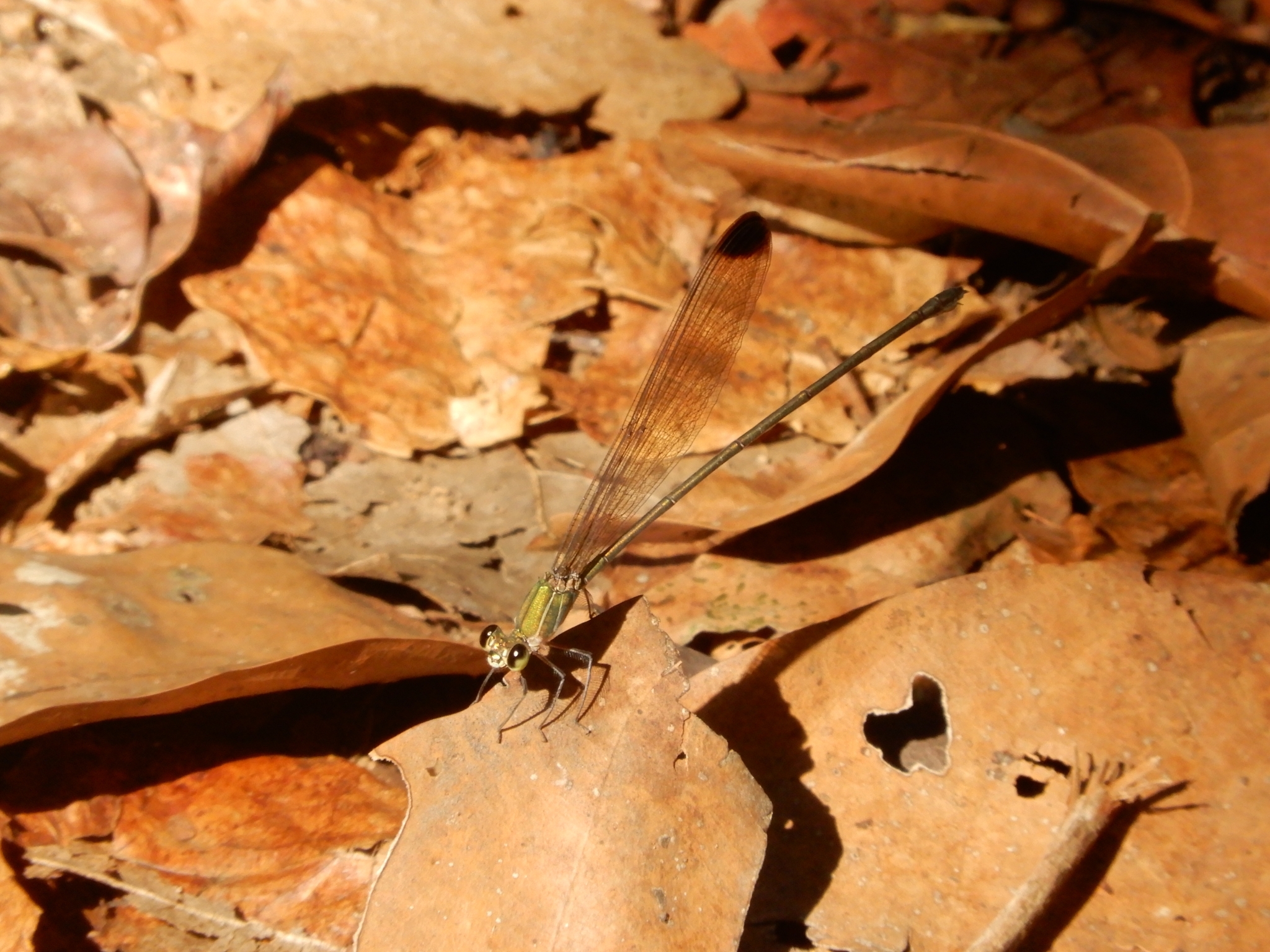 Black-Tip Flashwing