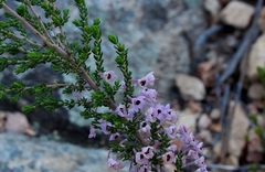 Erica newdigatei