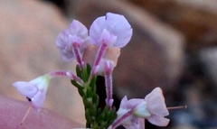 Erica newdigatei