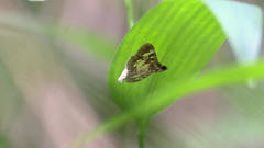 Uresiphita quinquigera