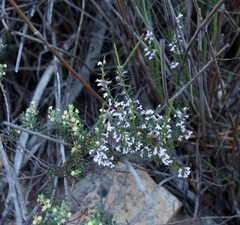 Muraltia juniperifolia