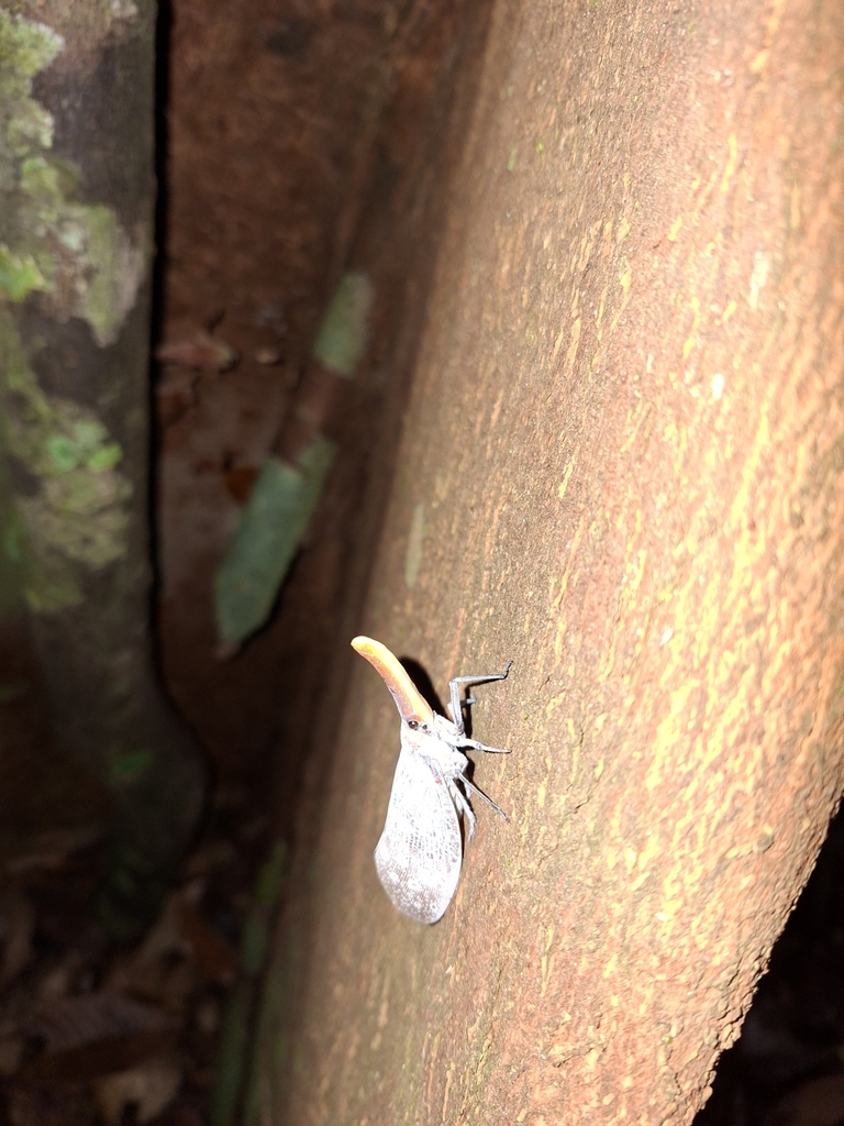Pyrops sultanus (Pyrops sultanus)