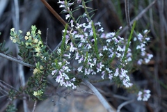 Muraltia juniperifolia