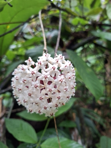 Hoya elliptica Hook.f.