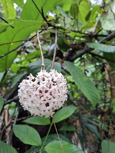 Hoya elliptica Hook.f. 2