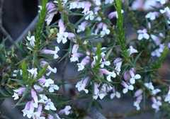 Muraltia juniperifolia